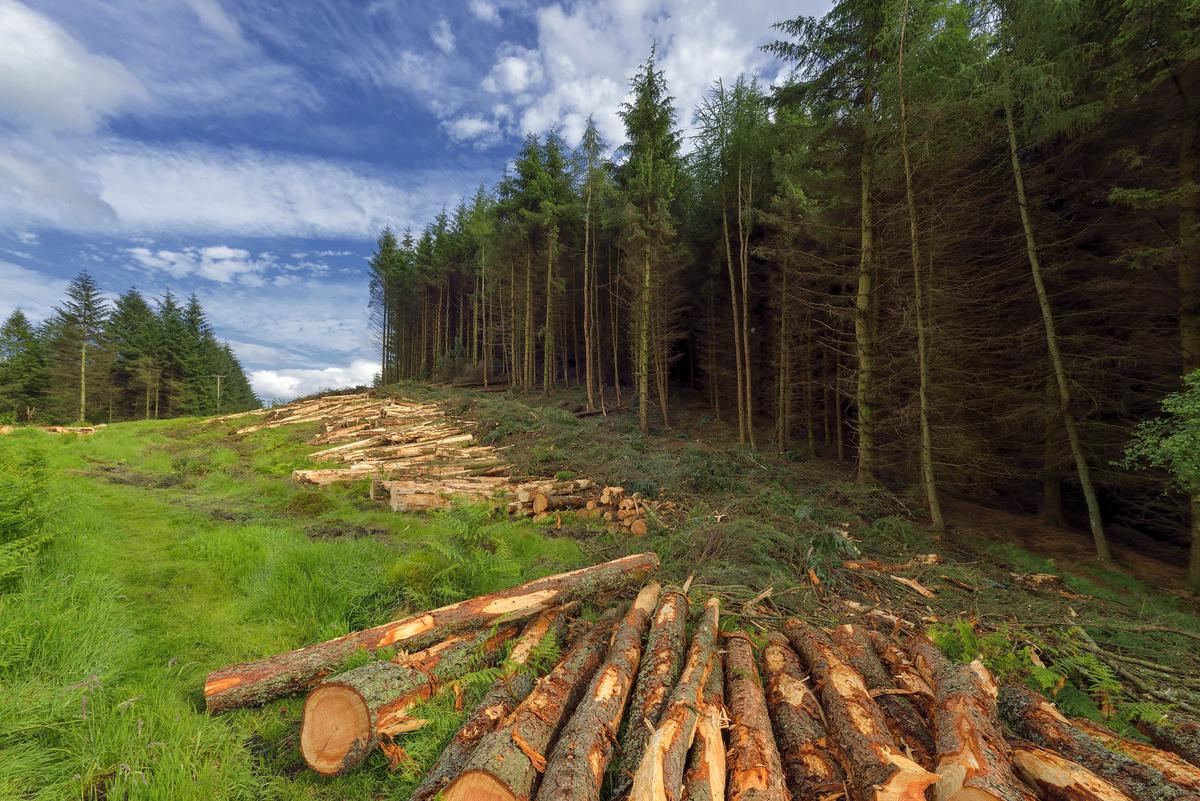 Logged forests are safe havens for mammals