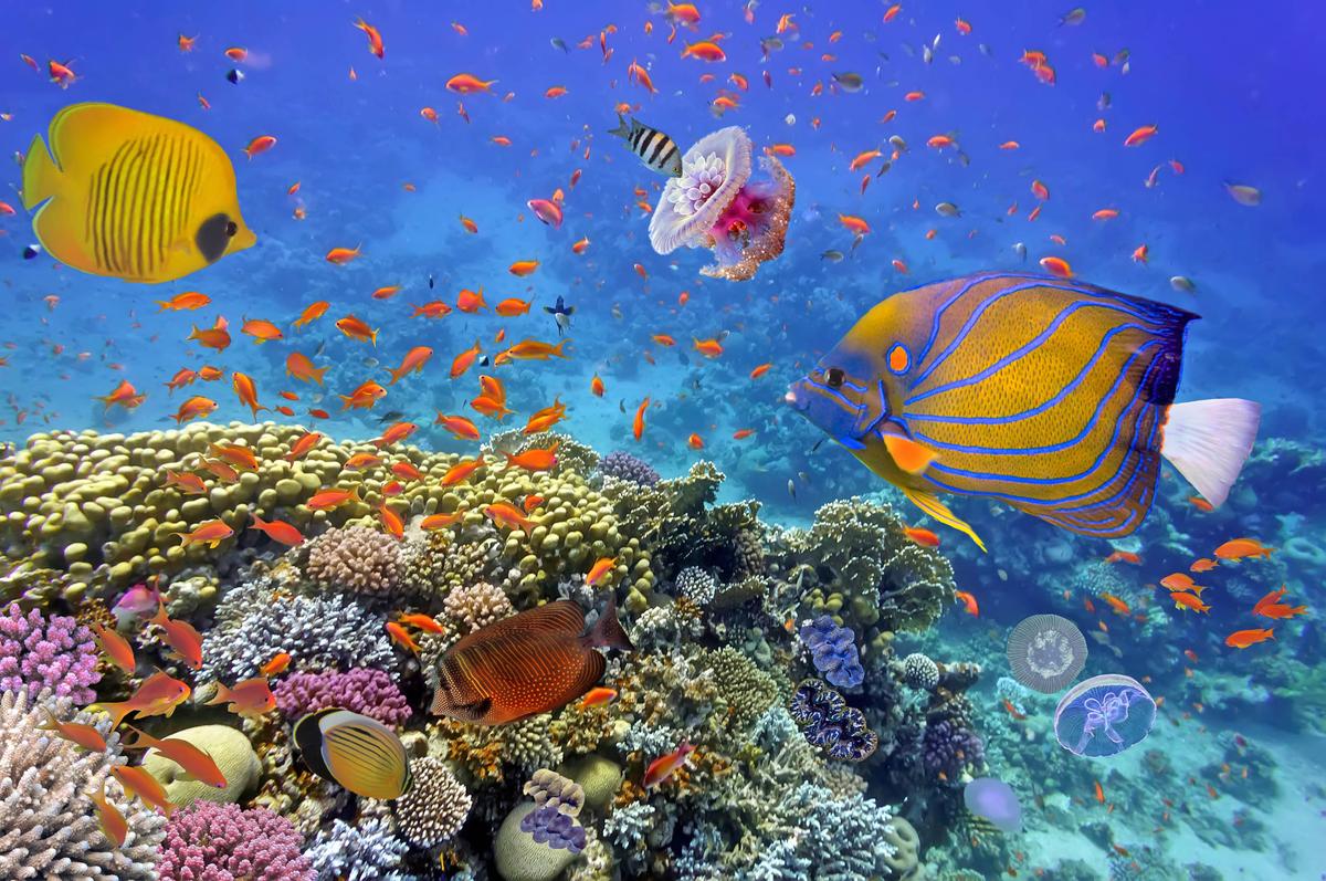 Coral reefs highlight threat to world's ecosystems
