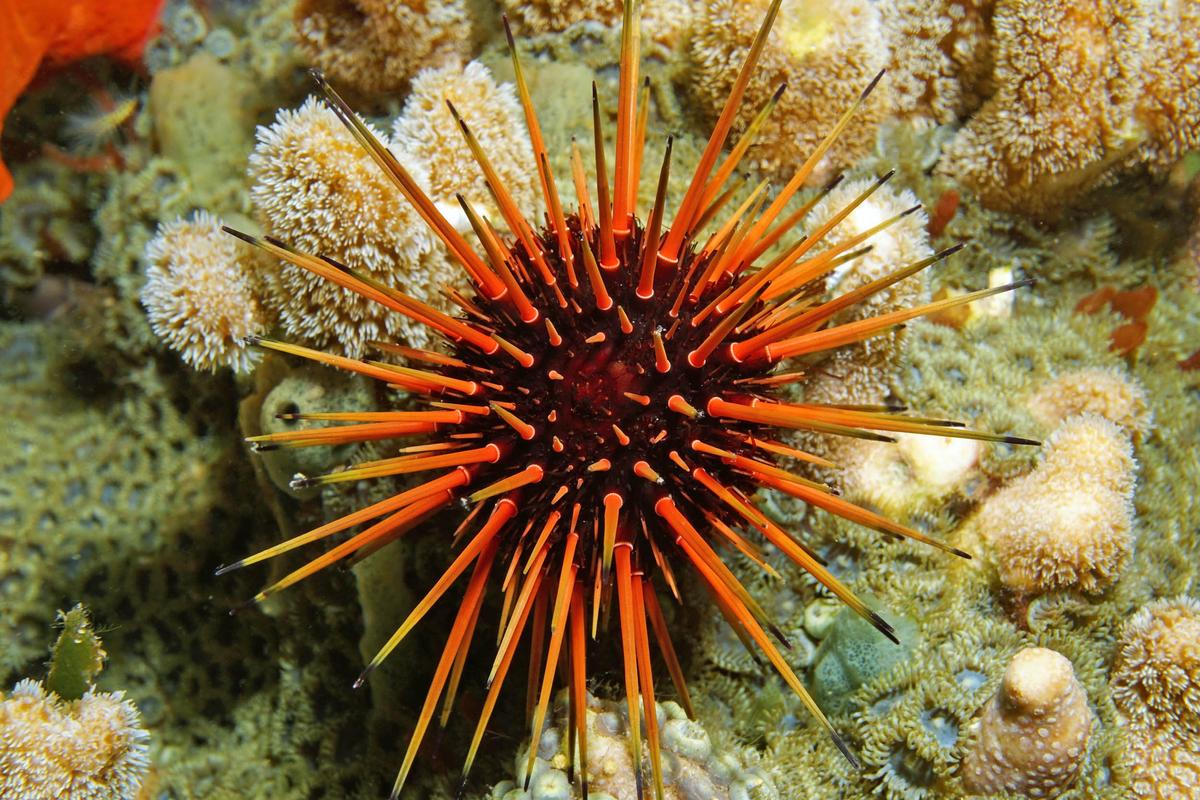 Global warming is proving deadly for tropical sea urchins