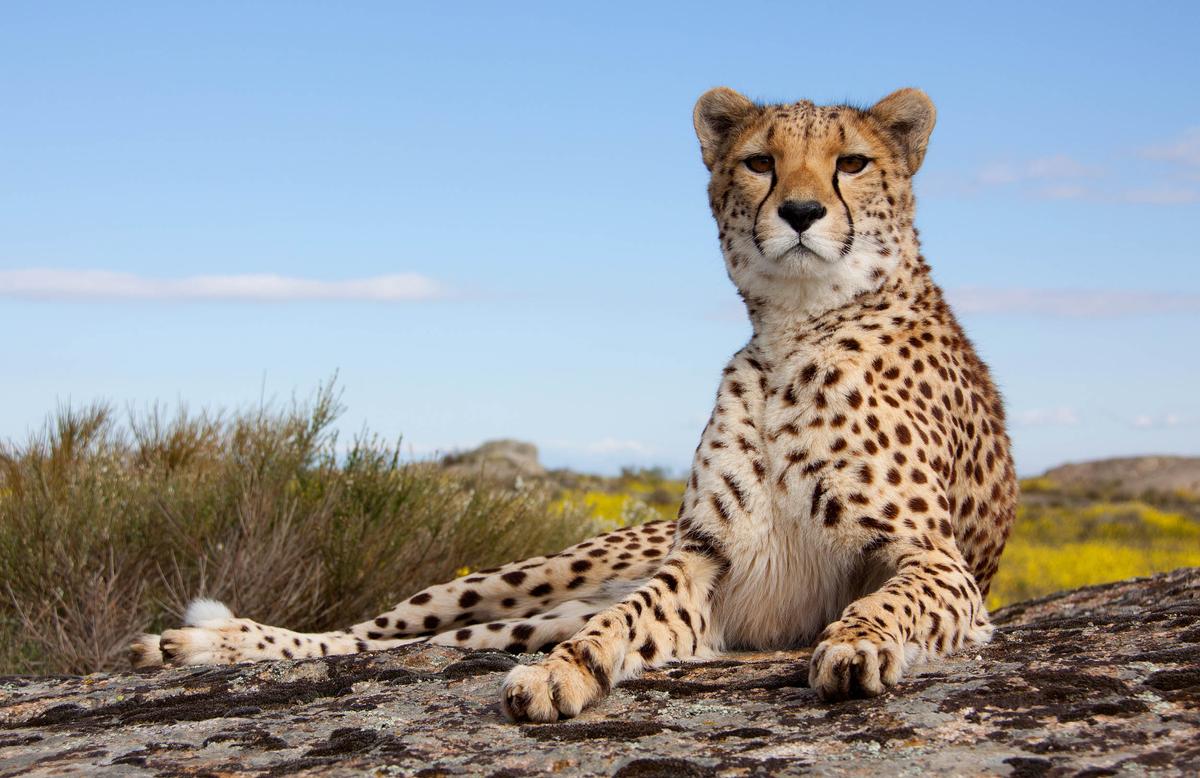 Big cat brain research baffles scientists