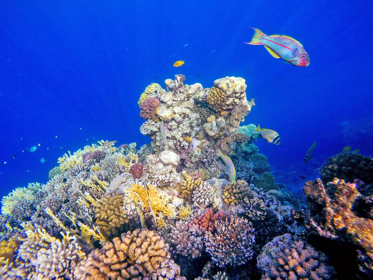 Ocean acidification is having a major impact on fish reproduction