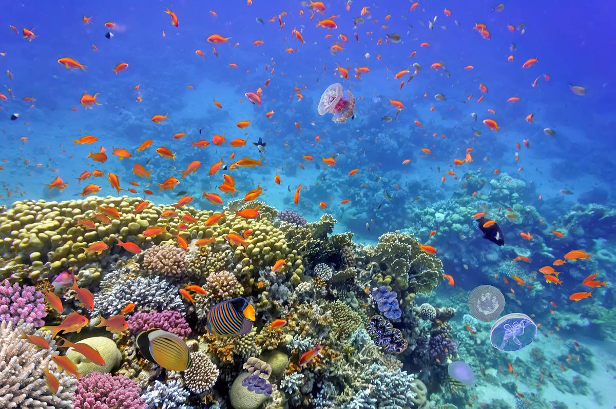 Study: Even isolated coral reefs are dying