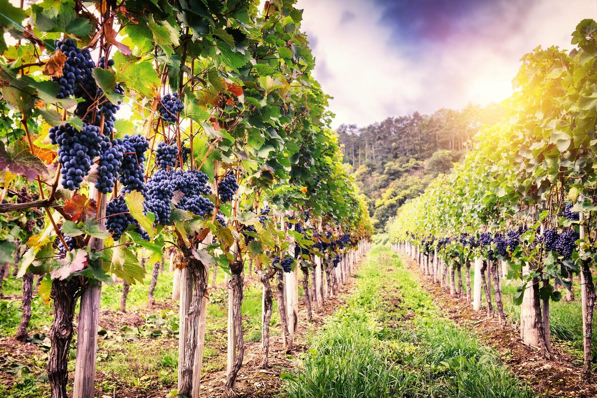 Planting cover crops under grapevines saves the environment