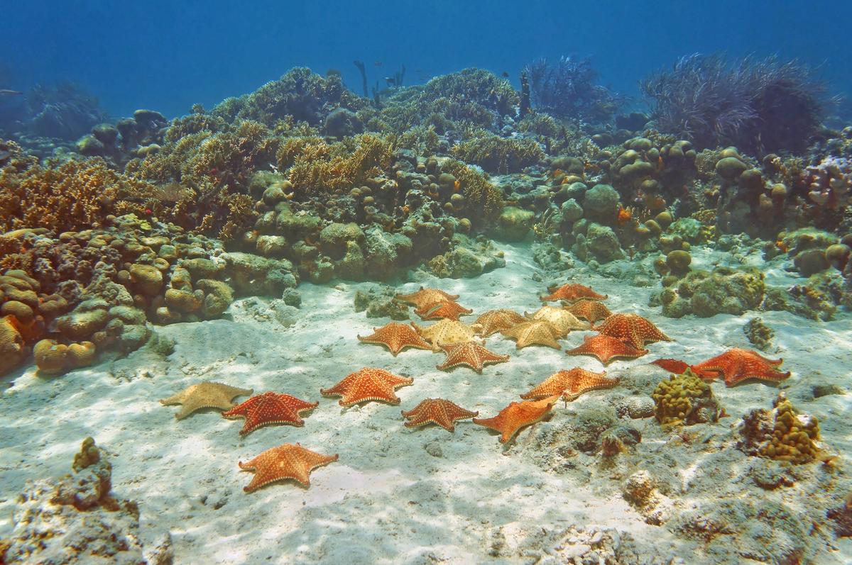Oceans may be a large source of free hydrogen gas