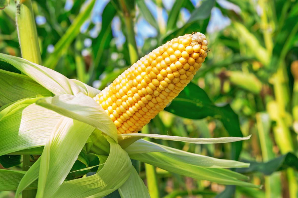Study examines the drought vulnerability of maize and wheat