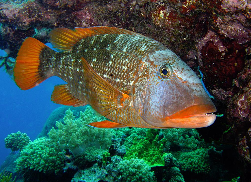 Scientists: Fish Are Retreating To Deeper Water