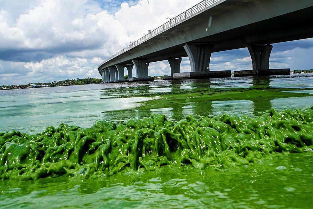 Florida algae outbreak is a man-made affliction