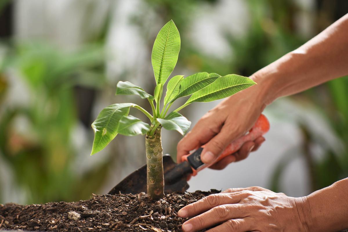 Indian state hopes to plant 50 million trees in a day