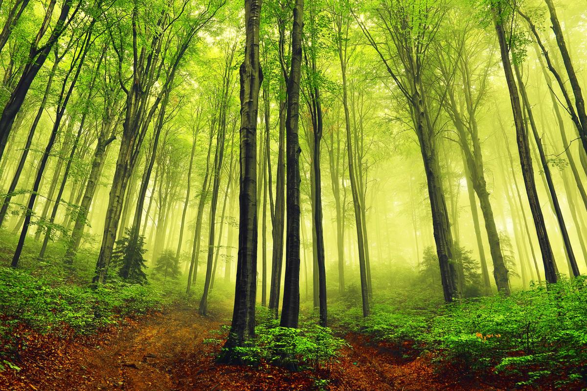 Climate donors prefer preserving forest carbon sinks