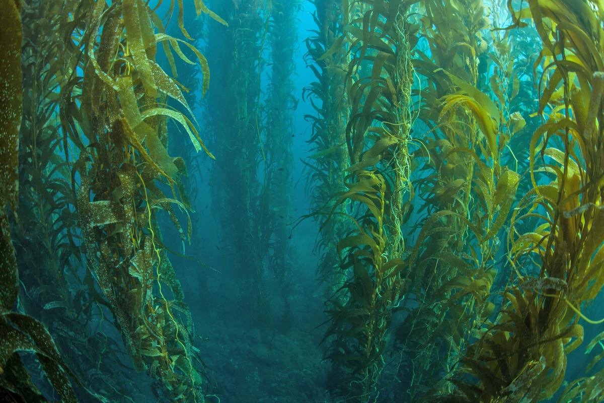 Experiment uses kelp to combat ocean acidification