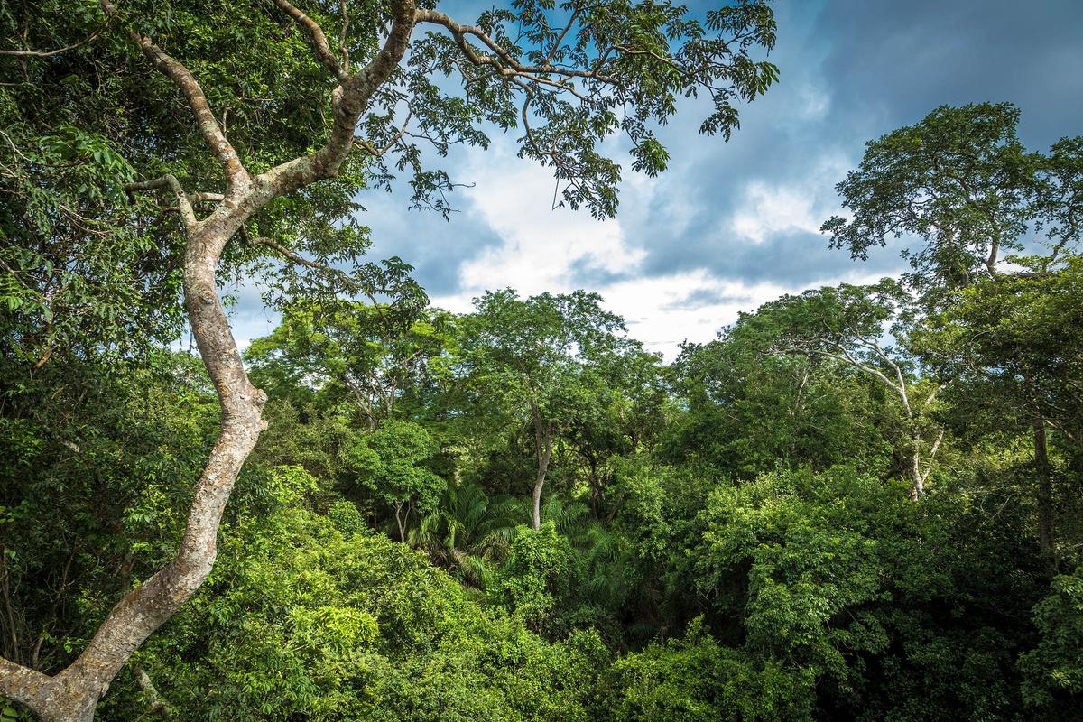 El Niño could drive intense fire season in the Amazon