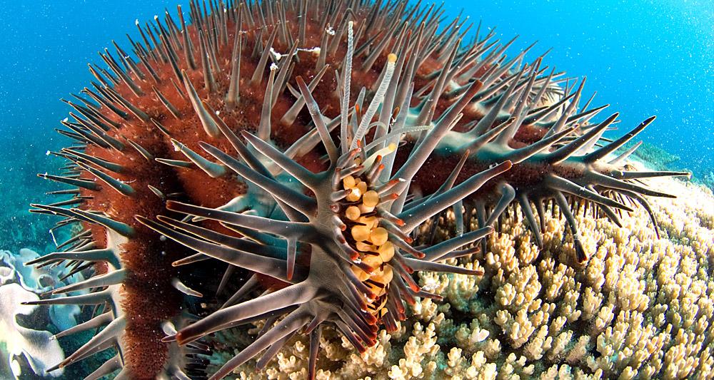 Ocean acidification is changing the rules for predators