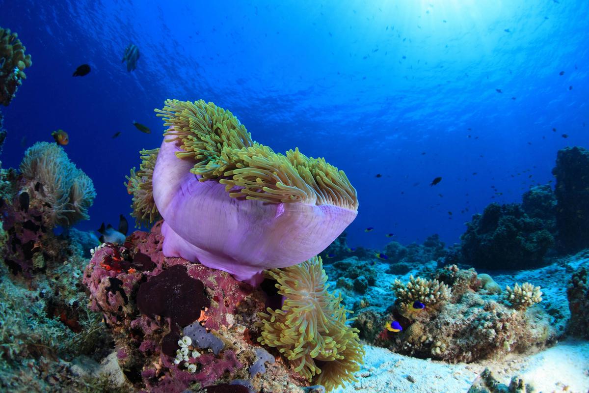 Good bacteria vital to coral reef survival