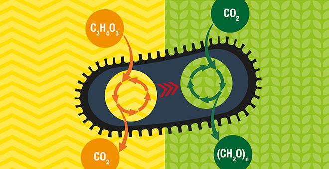 Scientists create fuel from carbon dioxide