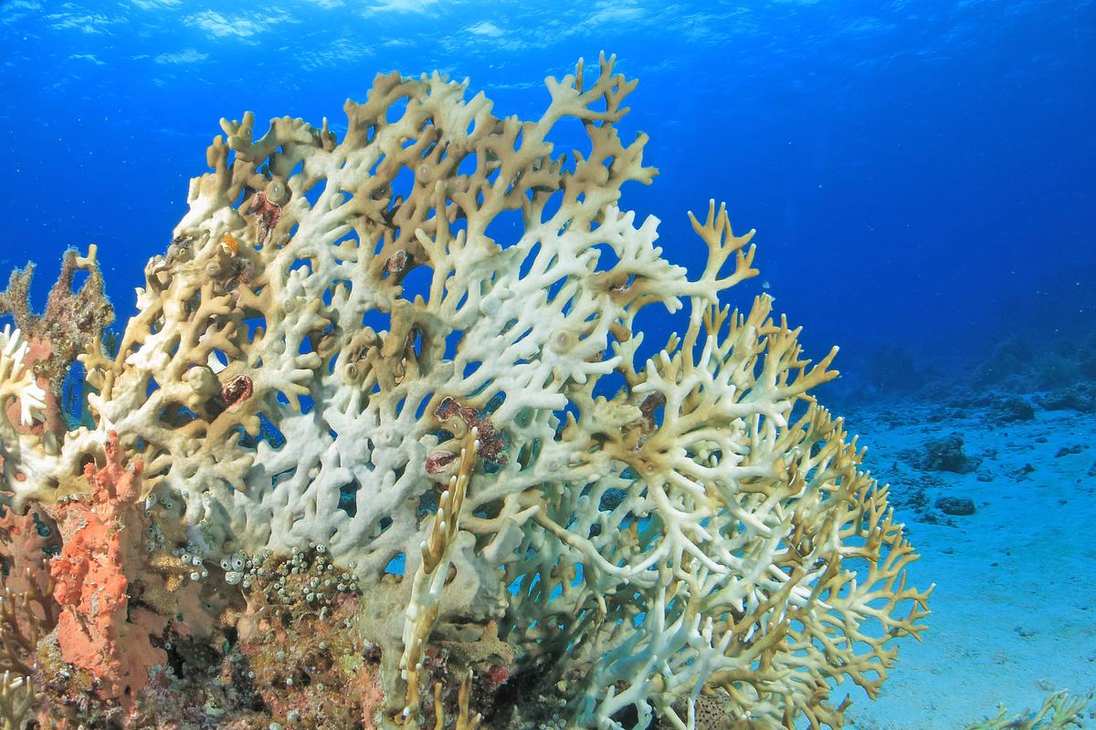 New software can quickly assess coral bleaching