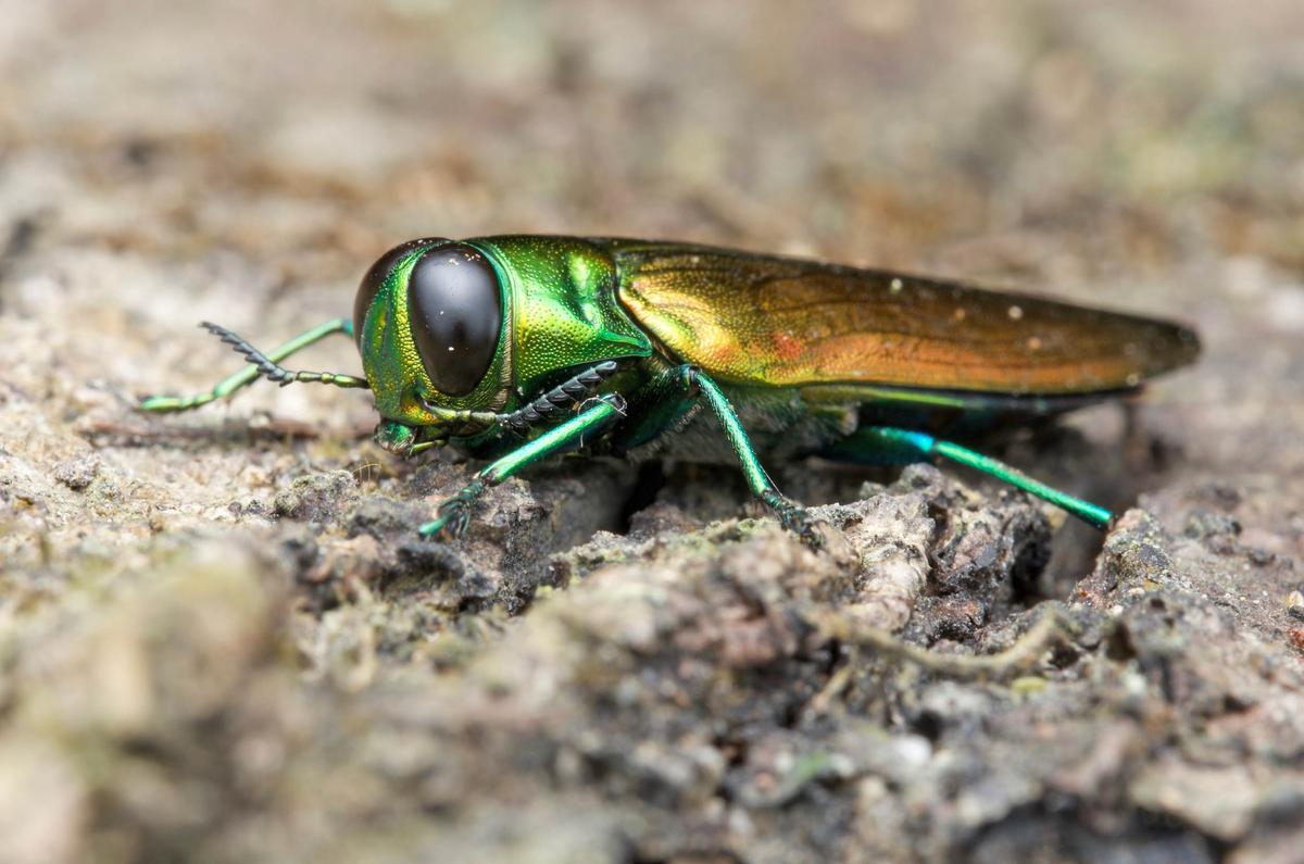 Invasive insects could cause billions in damages to agriculture