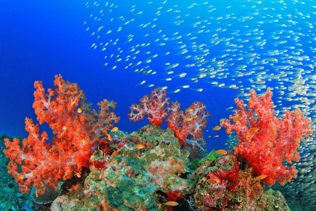 What are coral reefs and why are they important?