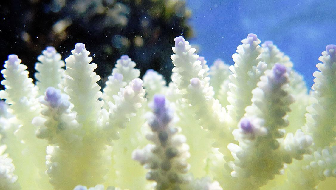 Global coral bleaching event leaves surviving corals very sick