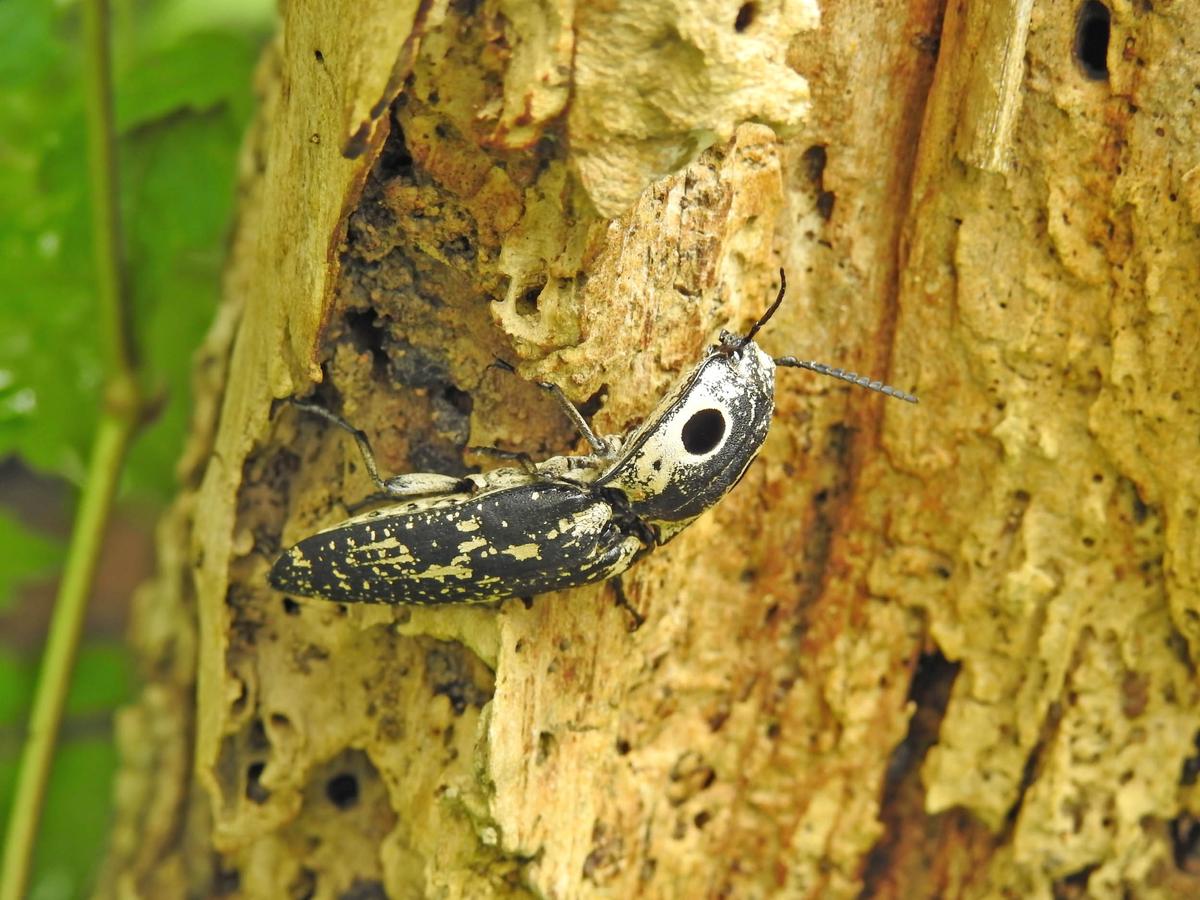 Bark beetle epidemic is killing California forests