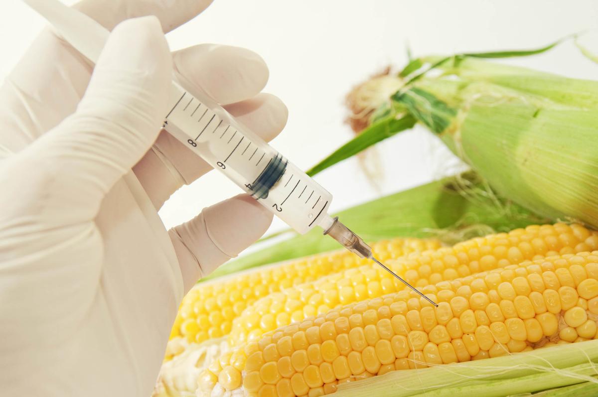 New device will hunt GMOs that escape into the environment