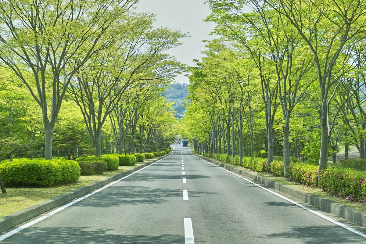 Study: Trees lining California streets provide $1 billion in benefits
