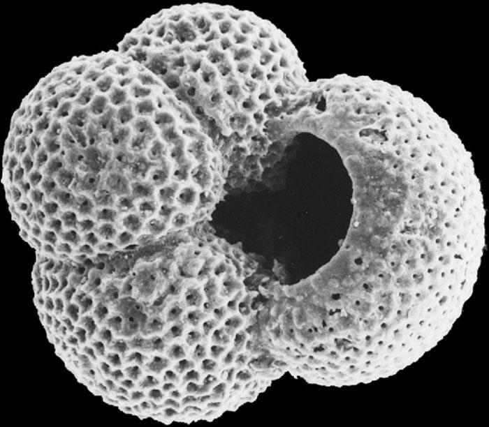 Environmental changes put a cap on species richness