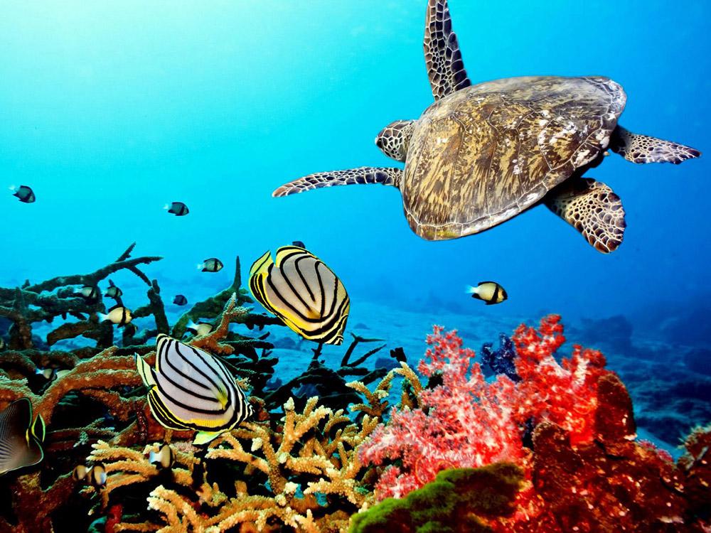 Scientists: Marine Animal Population Has Declined By Fifty Percent