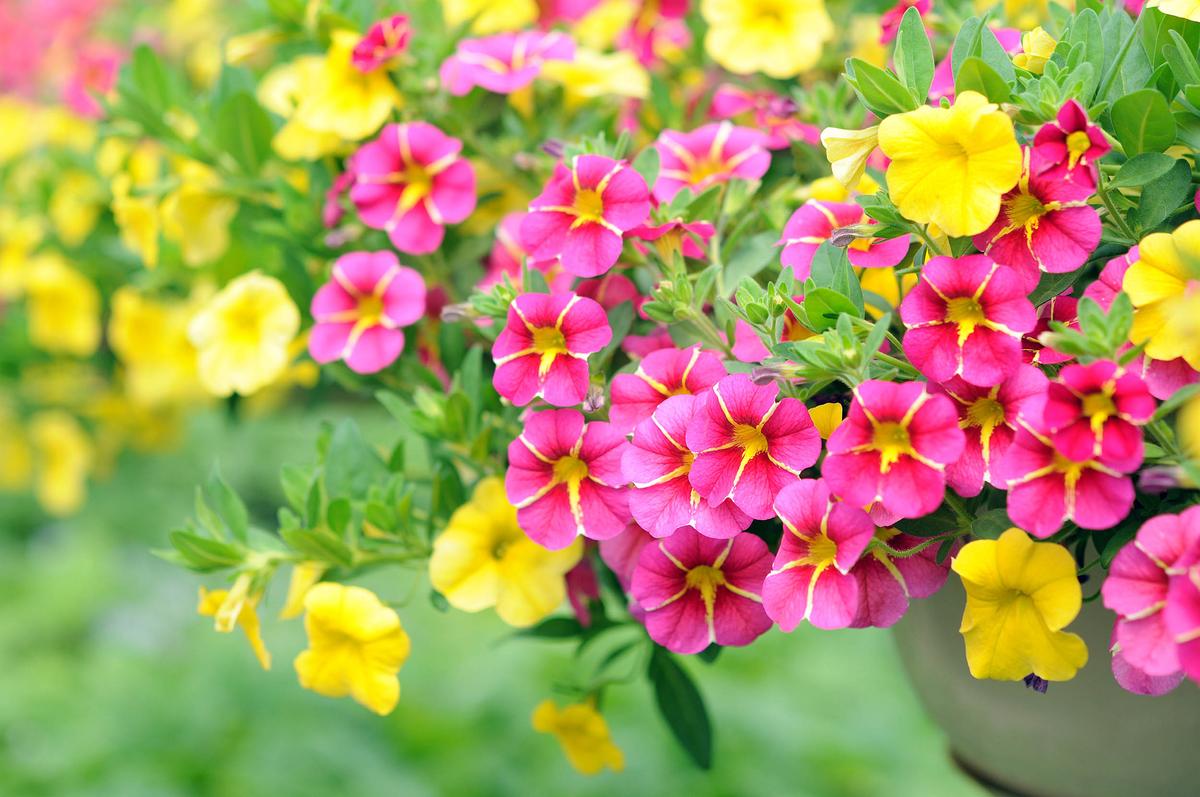 Study: Global warming stunts flower fragrances