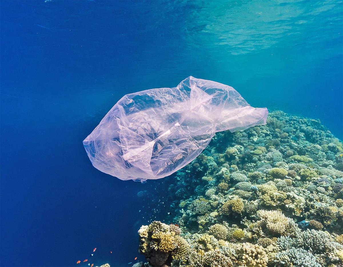 Troubling trend: Fish love eating plastic