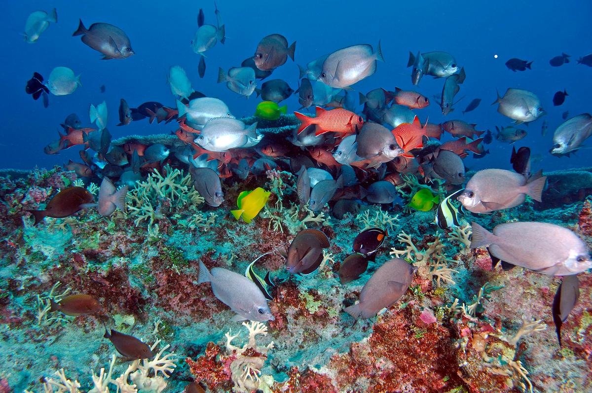 Marine National Monument coral reef destroyed by El Nino