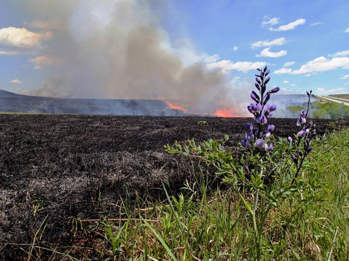 Scientists: More grassland burning needed to maintain ecosystem