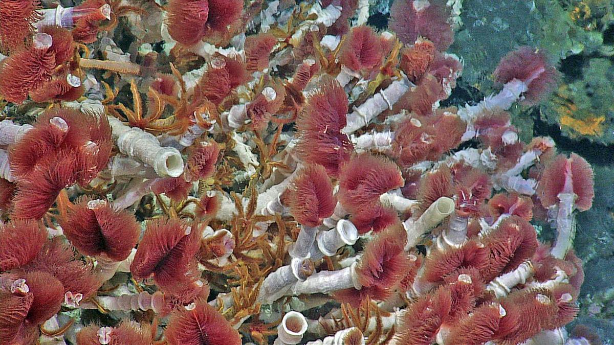 Hydrothermal vents play enormous role in global climate