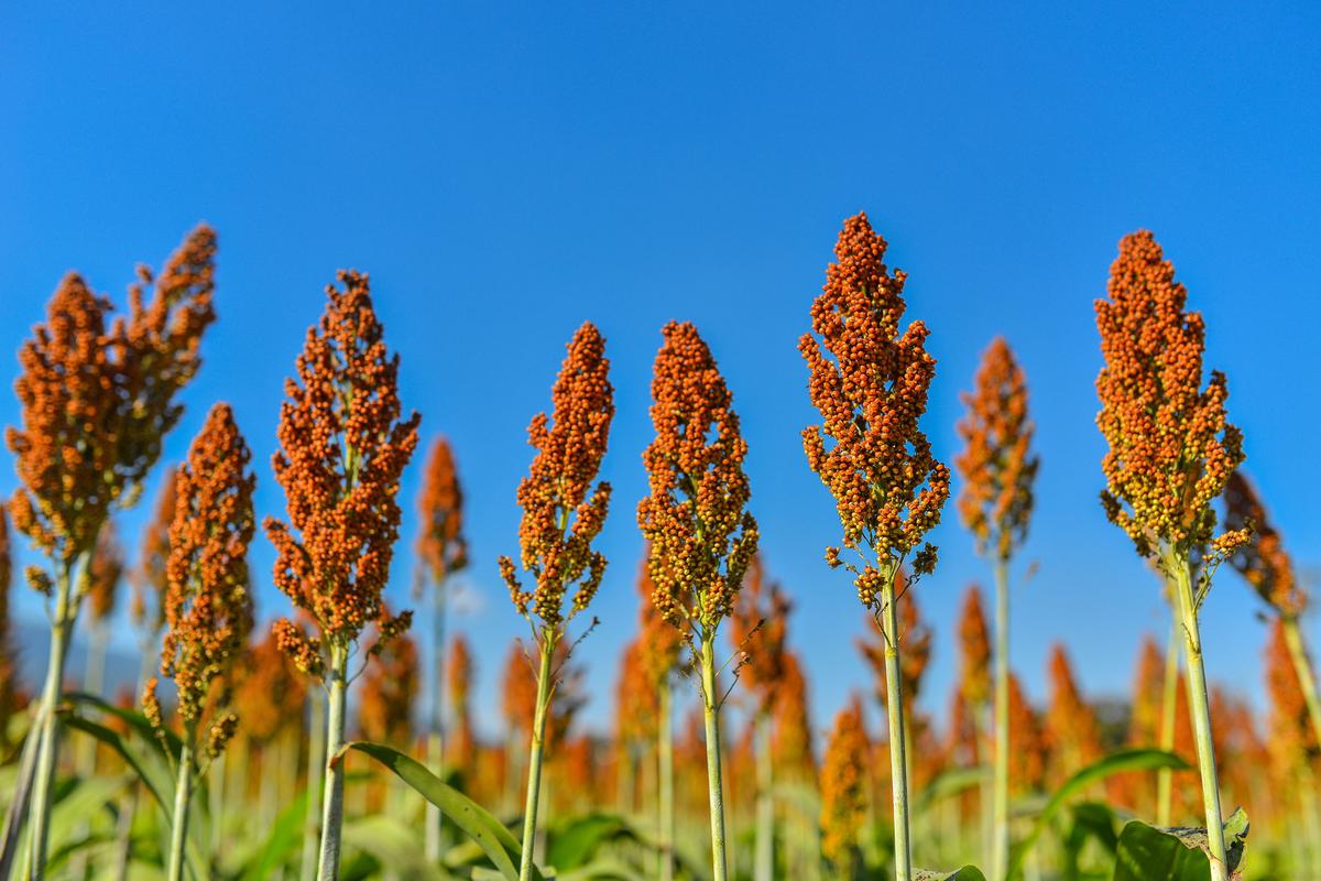 Sorghum has great potential as a biofuel