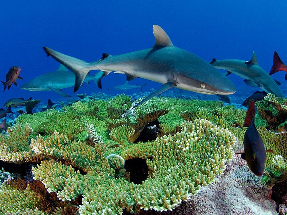 Scientists: Global warming is to blame for increase in shark attacks