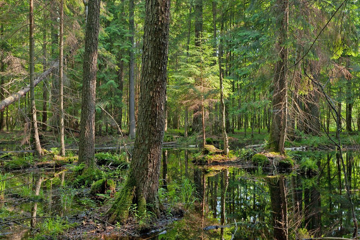 Poland starts cutting down beetle-infested trees