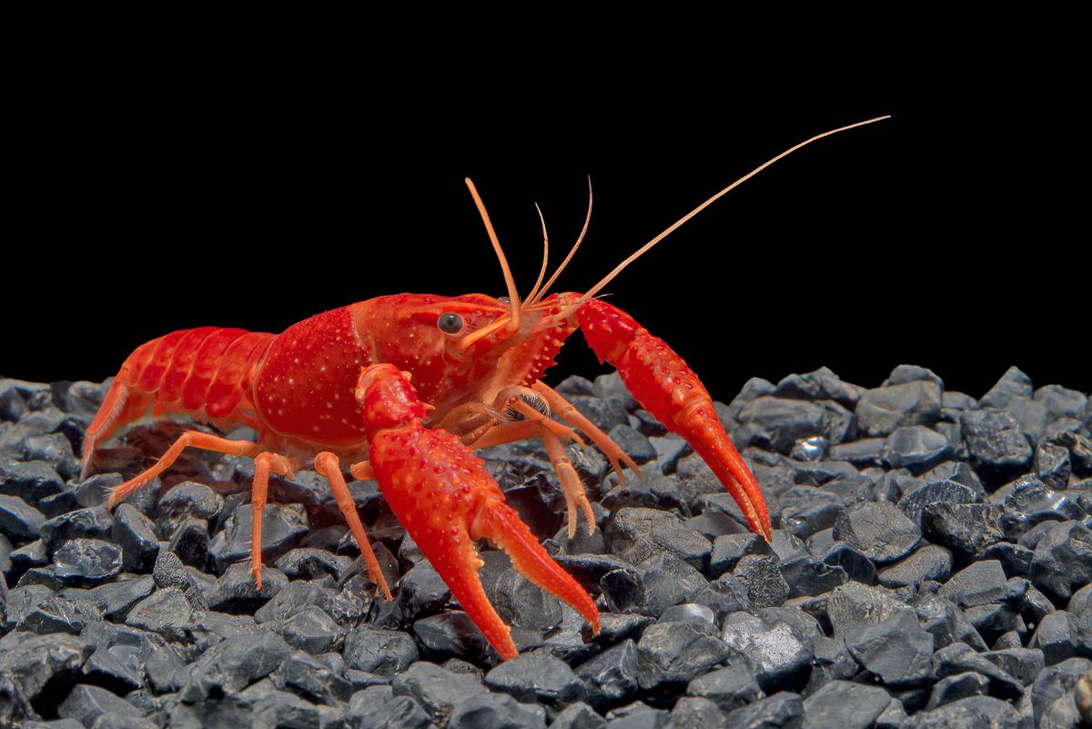 Climate change puts a 100-million-year partnership on the brink