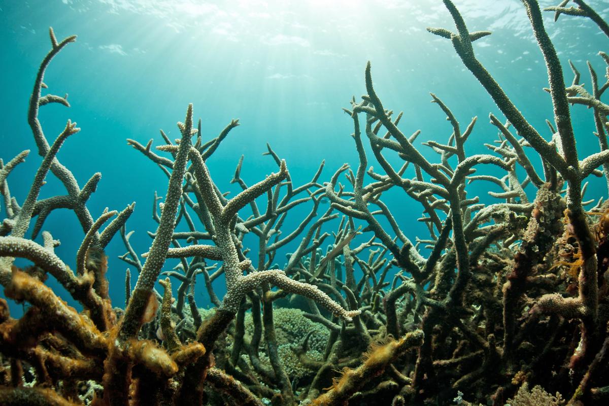 Glimmer of hope in battle against coral bleaching