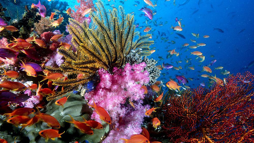 Ancient Coral Reveals Earth's Past CO2 Levels
