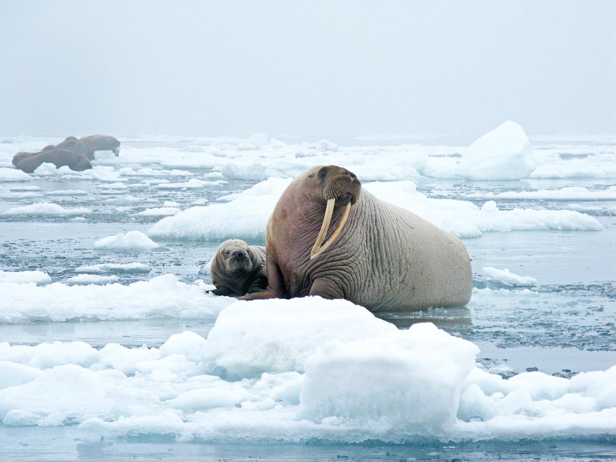 Increased vegetation in the Arctic region may counteract global warming