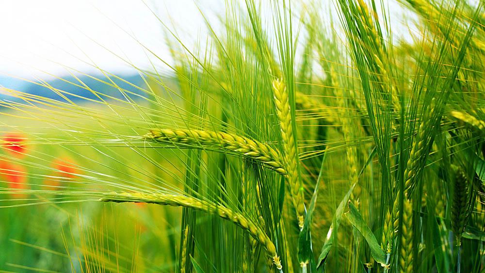 Making plants fit for climate change