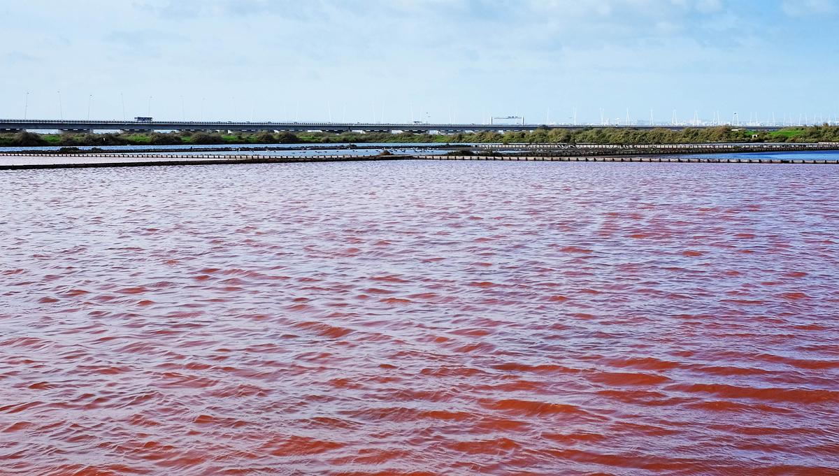Chile declares emergency zone due to huge toxic algal bloom