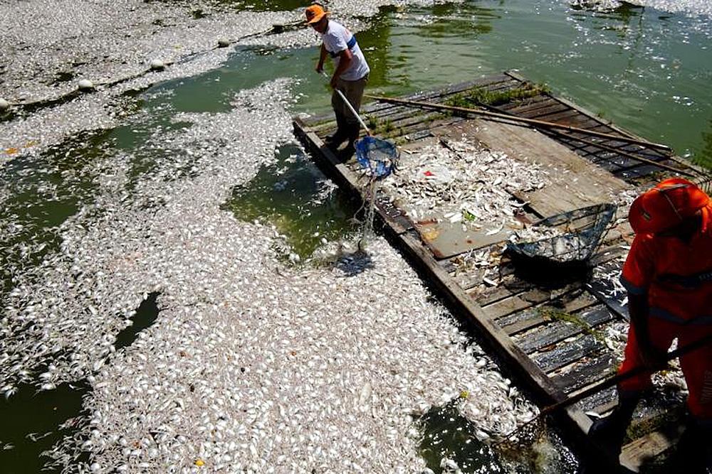 Many US Olympic Rowers Get Sick From Polluted Rio Waters