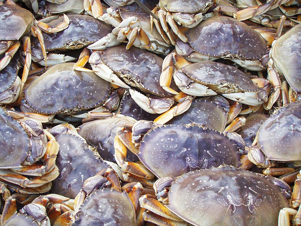 Algae Threatens To Cancel Dungeness Crab Season