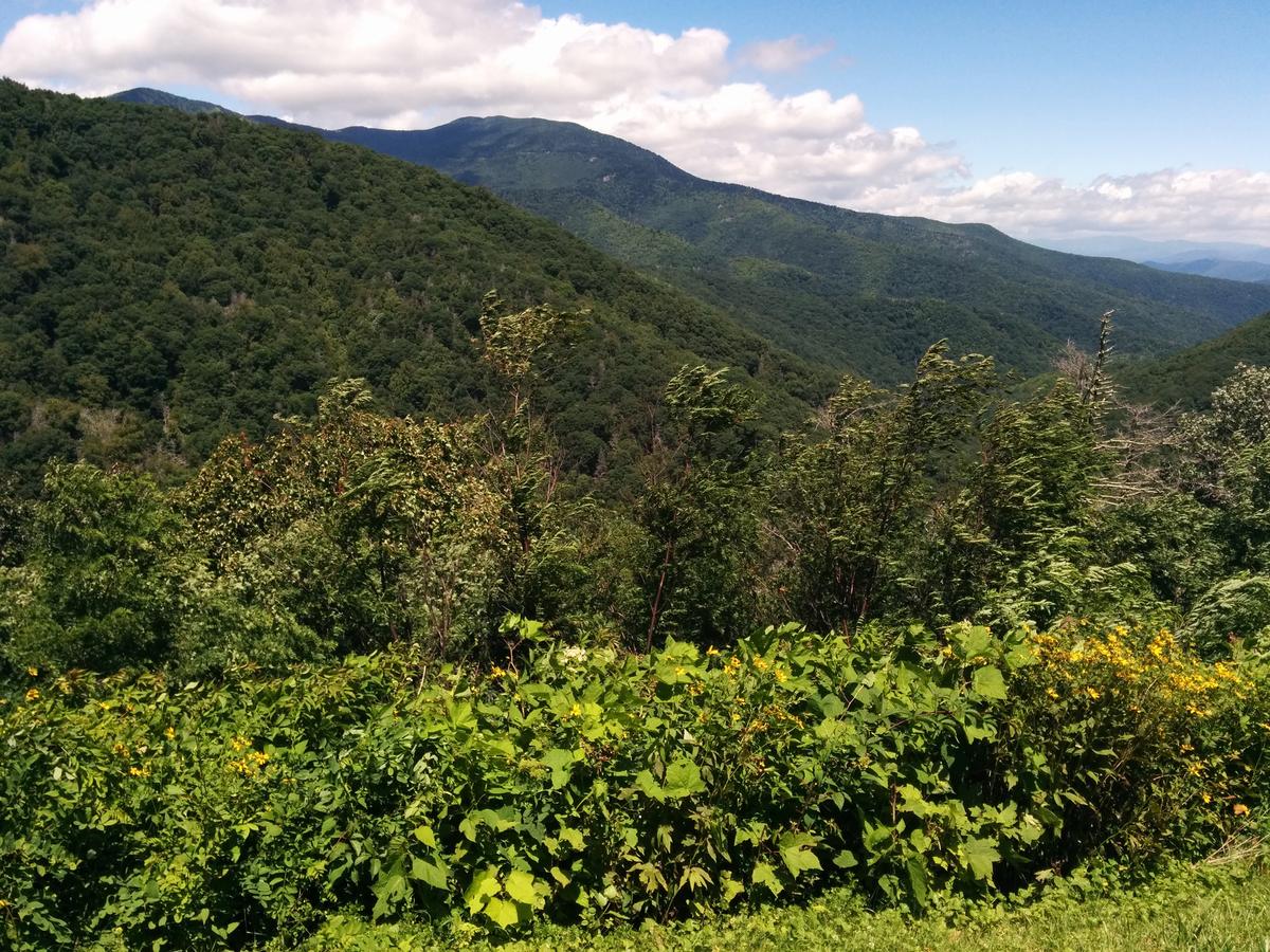 Carbon Accumulation by US Forests to Slow Over Next 25 Years