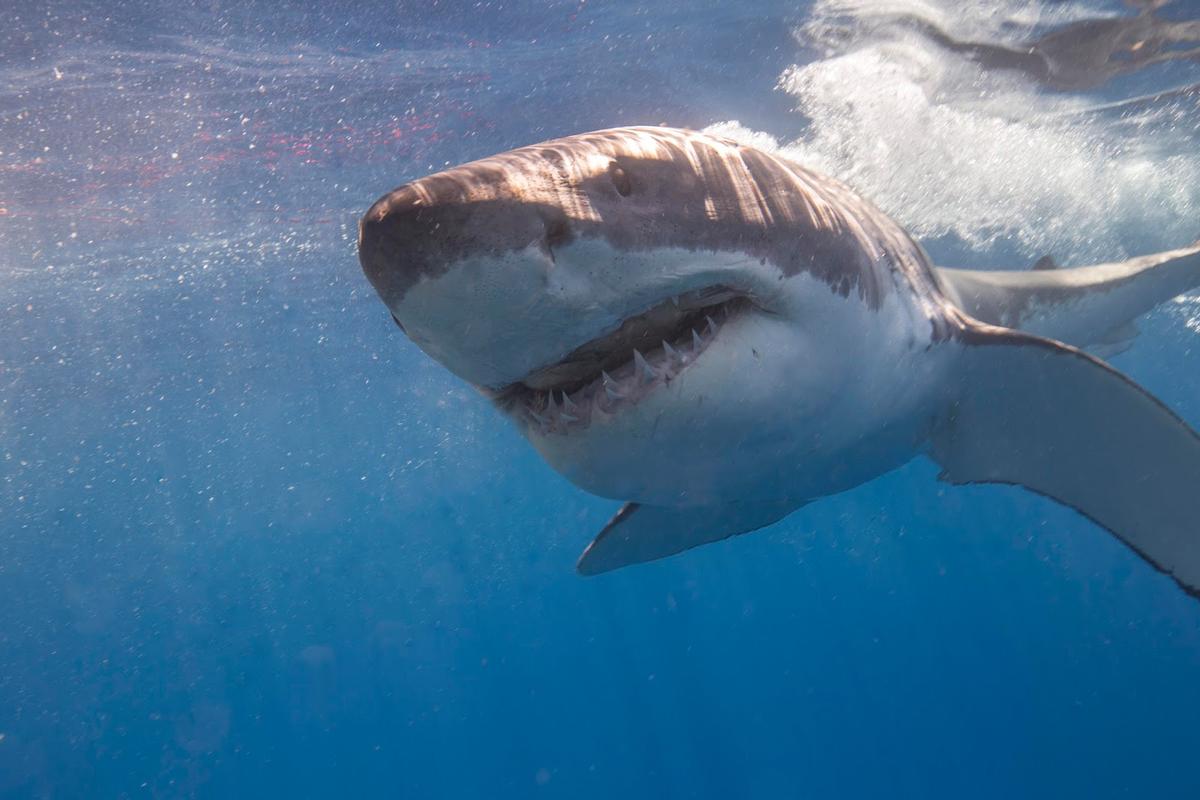 Climate Change Detrimental to Sharks' Hunting Abilities