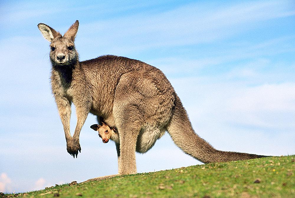 Scientists Ponder How To Curb Kangaroo Flatulence