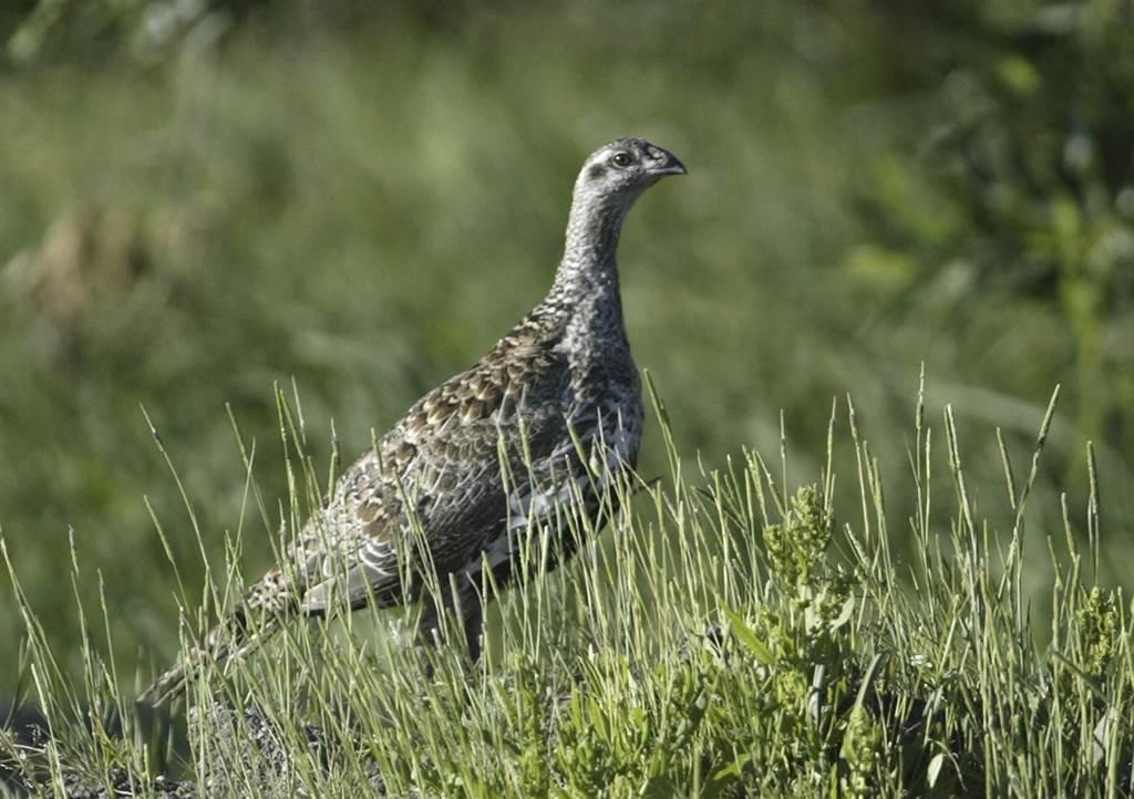 Feds: Efforts To Block Greater Sage Grouse Protection Is Dangerous