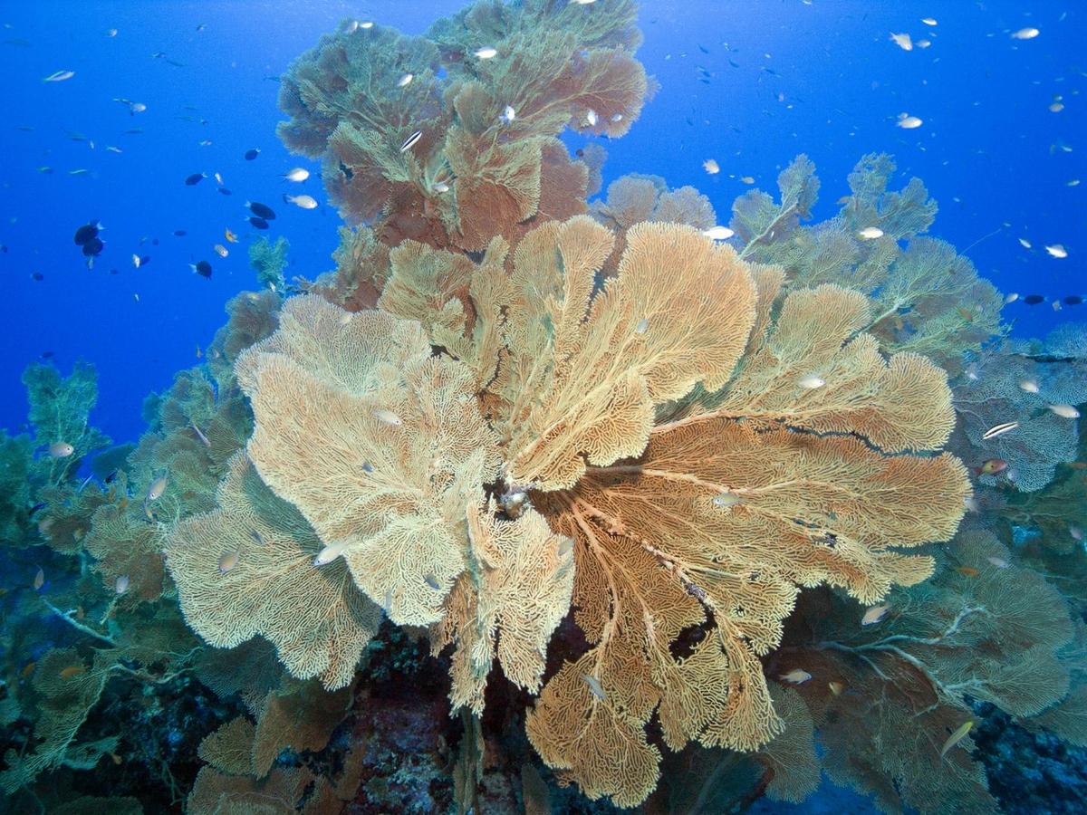 Study: Only 4 Percent Of The Ocean Is Protected