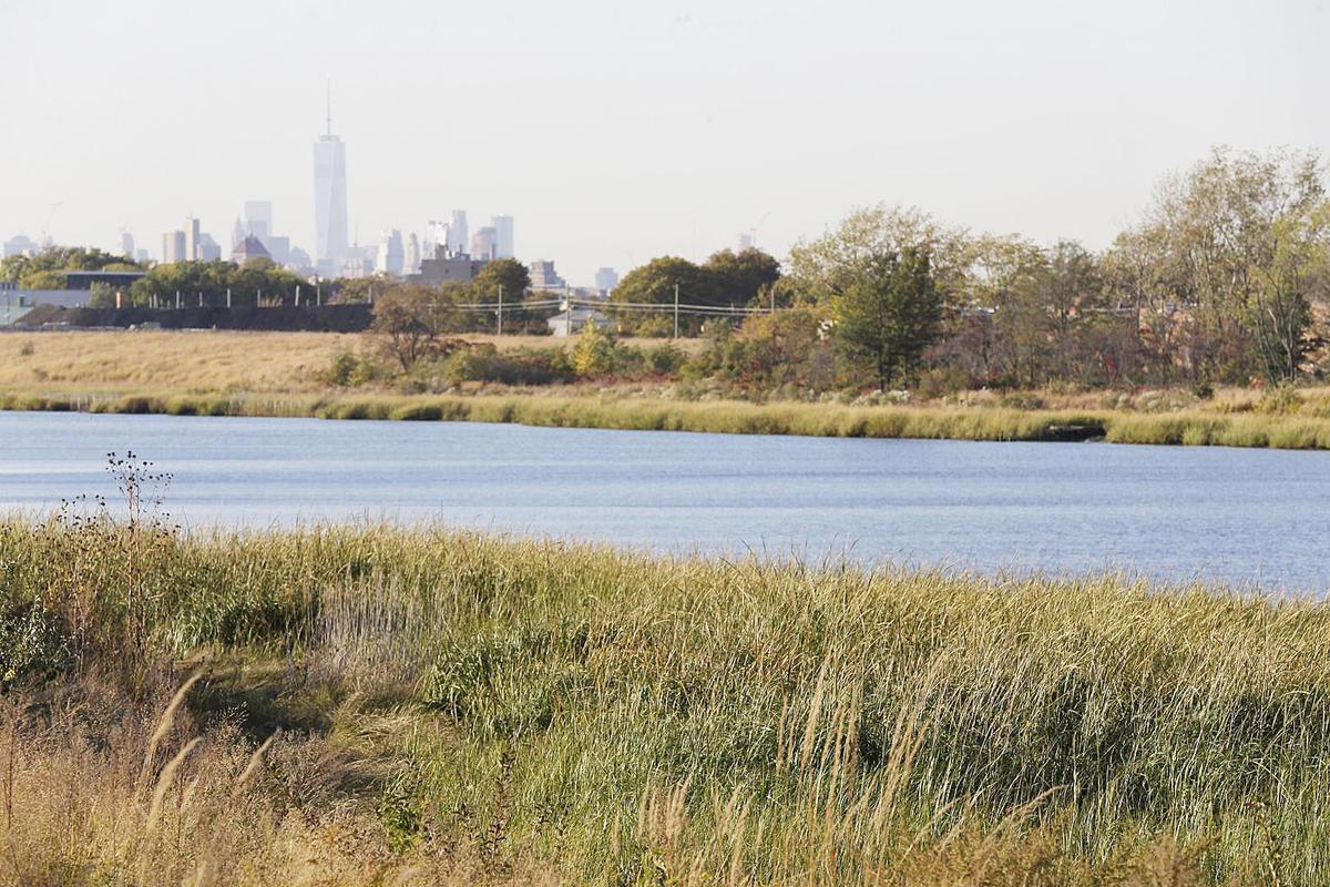 New York City Waters Transform Into Serene Wetlands