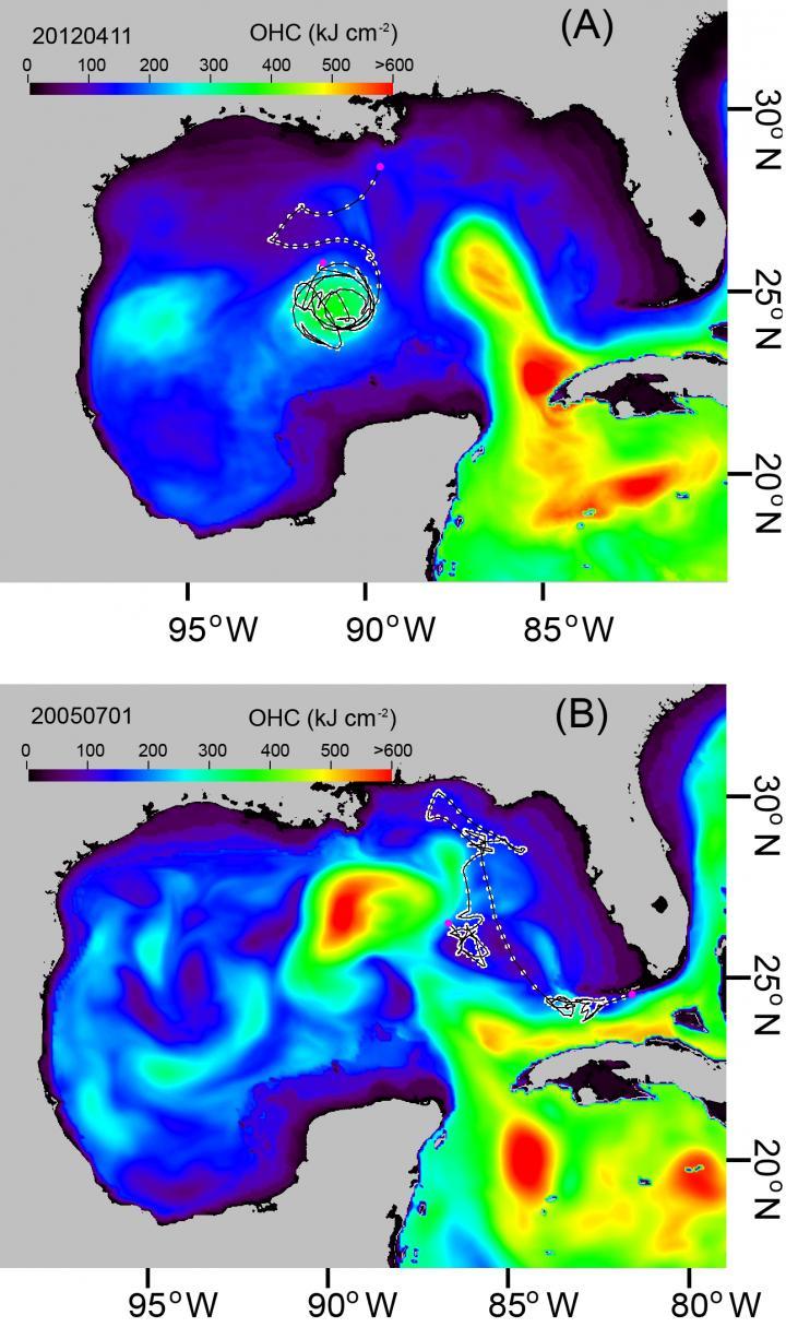 New Ocean Heat Map Reveals Migratory Patterns Of Fish